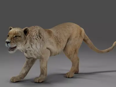 Lioness Rigged V01 in Blender Low-poly 3D model