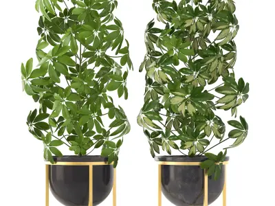 Schefflera arboricola 3D model