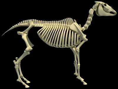 Horse Skeleton 3D model