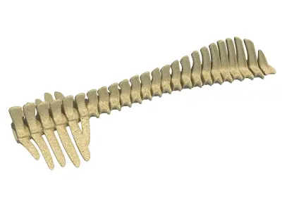 Detailed Animal Spine Model 3D model
