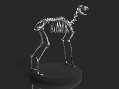 Silver Llama Skeleton 3D model