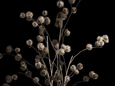 Bouquet Of Dried Flowers From Thorn And branches 3D model