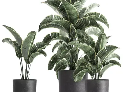 Strelitzia in a pot for the interior 842 3D model