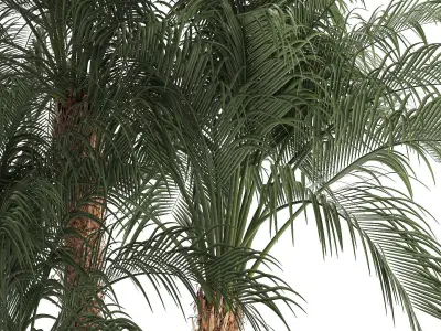 Beautiful Phoenix roebelenii in a flower pot for decoration 1283 3D model