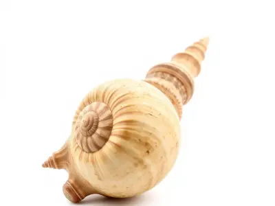 Spiral Nautilus Shell model pack Low-poly 3D model