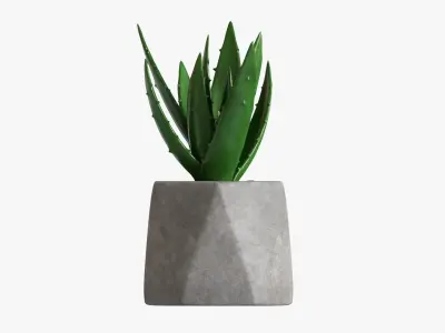 Potted plant decorative 10 3D model