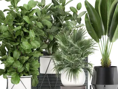 Houseplants in a flowerpot for the interior 935 3D model