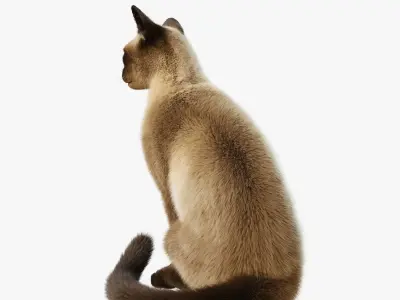 Cat Siamese Rigged Animated 3D model