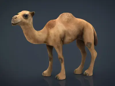 Camel 2 Low-poly 3D model