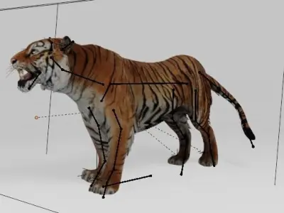 Bengal Tiger 3D model