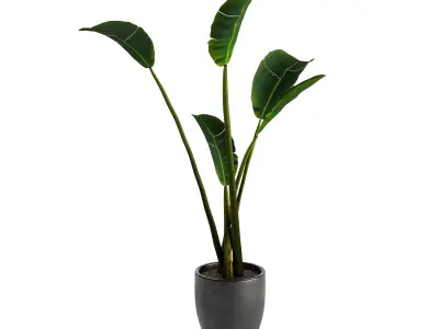 Strelitzia Nicolai - Plant Decor 3D model