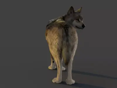 Wolf Xgen 3D model