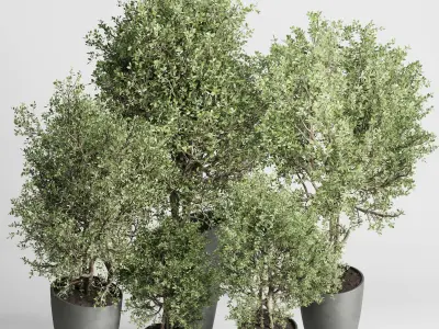 Set of trees and bushes in pots - Outdoor plants set 184 Low-poly 3D model