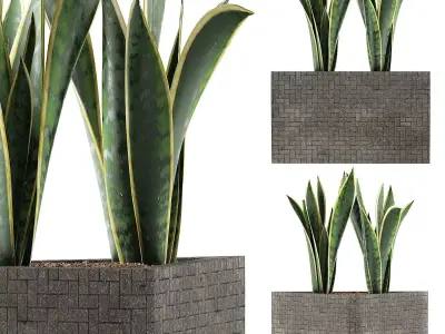 Plants Collection 103 3D model