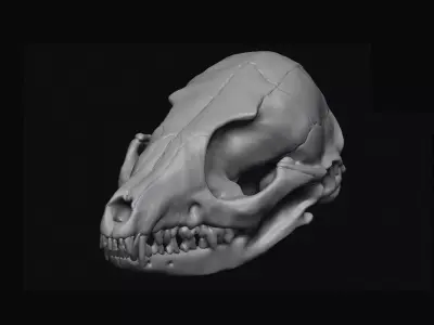 Fox Skull 3D model