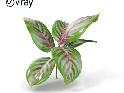 Tropical Plant Leaves Model Pack Low-poly 3D model