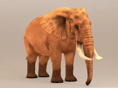 Elephant with tusks 3D model