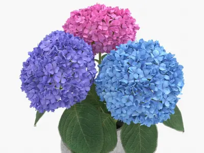 Hydrangea Flower Set 3D model