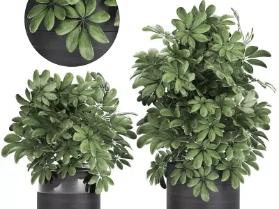 Decorative Schefflera in flowerpots 766 3D model