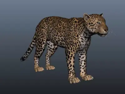 Tiger 3D model leopard 3D model