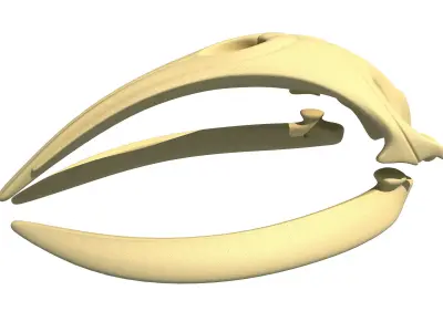 Right Whale Skull 3D model