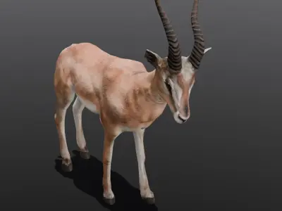 Goat Animated 3D Model  Low-poly 3D model