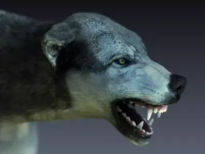 Gray Wolf Low-poly 3D model