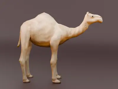 Game Ready Low Poly Camel 3D Model Low-poly 3D model