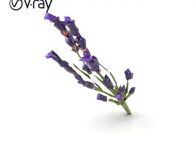 Lavender Flower Detailed Sculpture model pack Low-poly 3D model