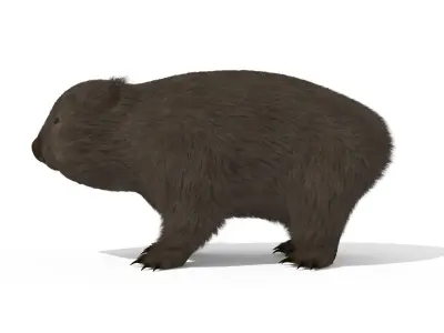 Wombat Marsupial Australian Animal 3D model