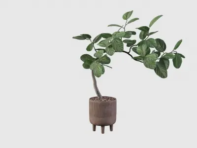 Ficus benghalensis 3D model