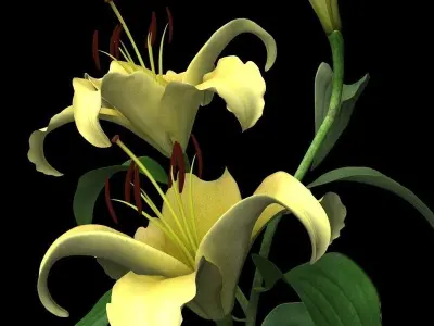 lily yellow 3D model
