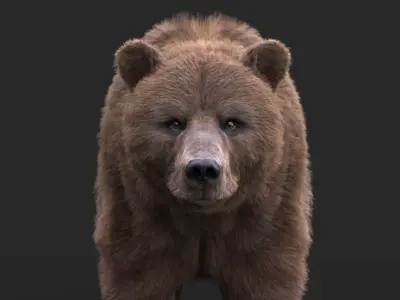 Bear RIG xgen core 3D model