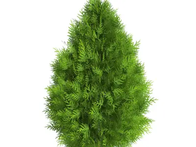 Thuja Shrub III 3D model