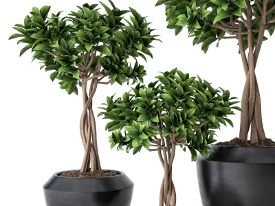 Ficus Microcarpa 2 3D model