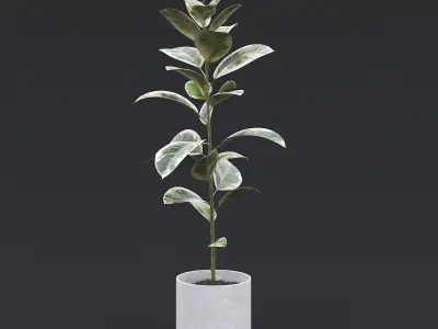 Rubber Plant II 3D model