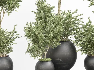 Indoor Plant olive Set 02 3D model