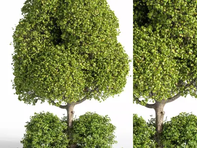 Outdoor Plants tree 09 3D model