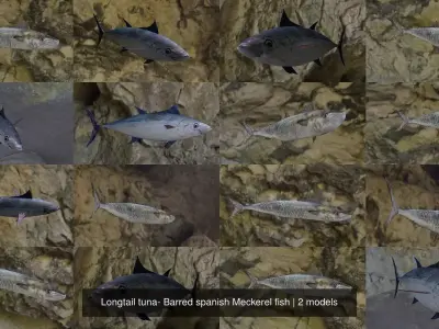 Longtail tuna- Barred spanish Meckerel fish 3D Model Collection