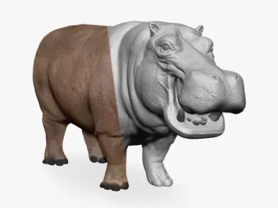 Hippopotamus - Sculpt 3D model
