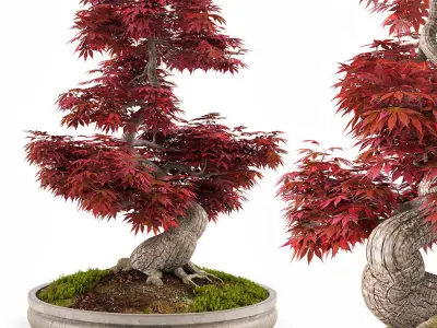 Bonsai Japanese Maple decorative tree 03 3D model