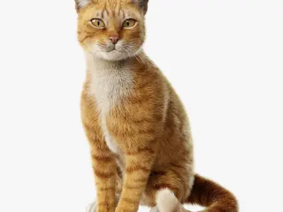 Cat Orange Tabby Rigged Animated 3D model