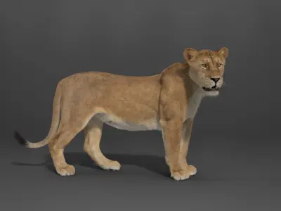 Female Lion Rigged VFX Grace 3D model