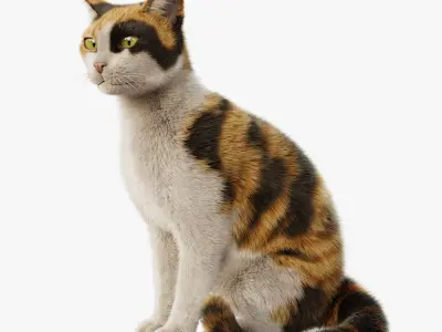 Cat Calico Rigged Animated 3D model