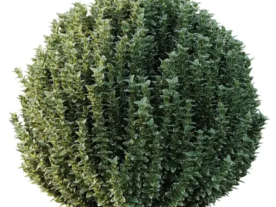 Frutices Fortescue Euonymus 05 Free 3D model