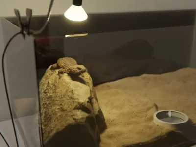 Armadillo Lizard 3D model