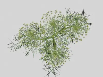Dill Plant 3D model