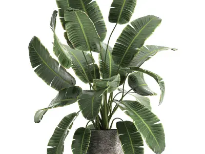 Banana palm in a luxury flowerpot 794 3D model