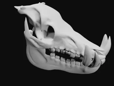 Boar Skull Low-poly 3D model