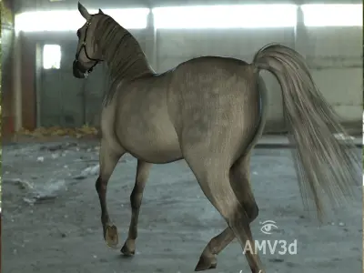 Polish Horses - Arabian Low-poly 3D model